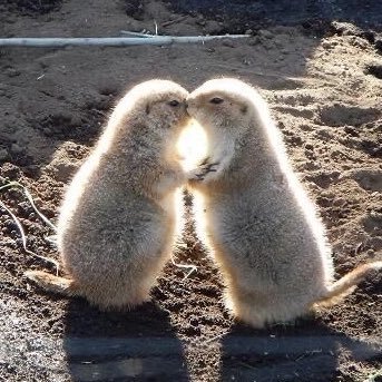 save_tillie's profile picture. One man's rat is another man's lover | and a dessert if you’re nasty | 𓃟