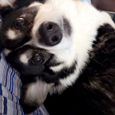 onesmallvoice98's profile picture. 🇺🇸Free Speech Mom / Constitutionalist / 1A 2A🇺🇸 God/Family/Country🗽proud Navy daughter⚓️