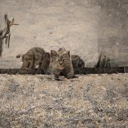 dianna_sen43665's profile picture. 