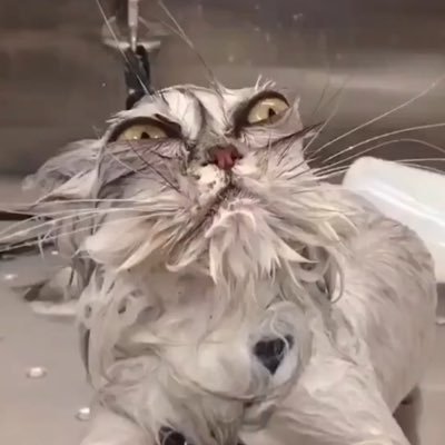 surf_fitness's profile picture. Simple dad who enjoys ❄️ New England 🌊, fitness, travel (non/sense)