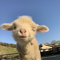 rand (@randmalteser) 's Twitter Profile