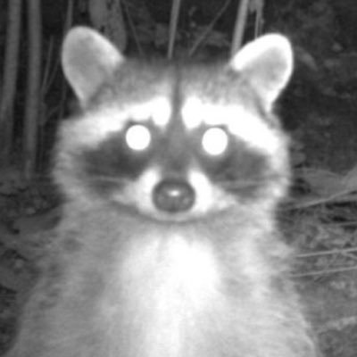 noconnection303's profile picture. too gay to function | 20 | celtic pagan🌱🪬