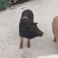 smallpig (@smallpig647448) 's Twitter Profile