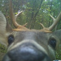 drewski (@attacusmoth) 's Twitter Profile