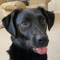 Shadow (@imurhucklberi) 's Twitter Profile