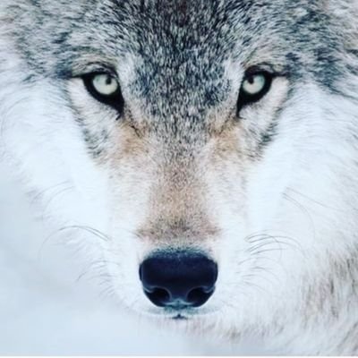 Greywolwes_ Profile Picture