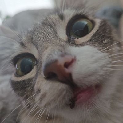 Poptarts1311's profile picture. 