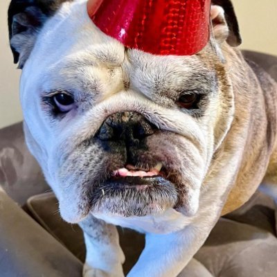 BulldogCha81543 Profile Picture