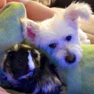 MrGamer40037663's profile picture. I like Rc cars and the Steelers