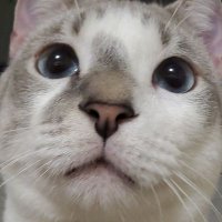 Mayo the cat (@catmayson6722) 's Twitter Profile