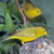 these are my Tweets