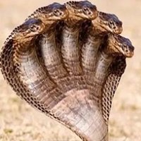 The Snake(@DerBollerHans) 's Twitter Profile Photo