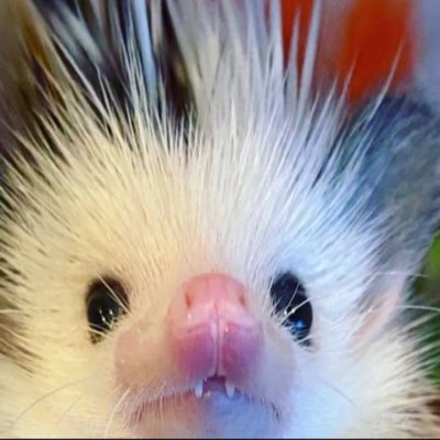 just a tiny ball of anxiety 🦔 certified autistic 🦨 she/her