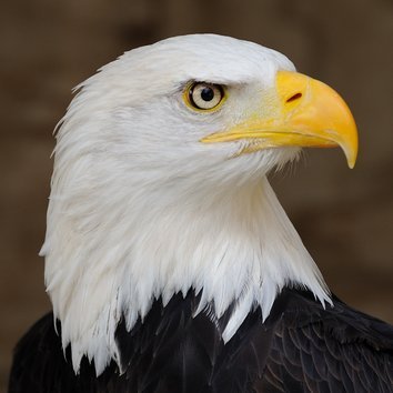 EagleVT Profile