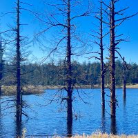 小陈 (@ding_wang38351) 's Twitter Profile