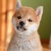 動物坂46 (@mofumofudoumei) Twitter profile photo 動物坂46 (@mofumofudoumei) Twitter profile photo