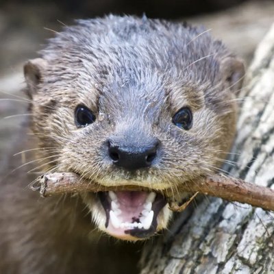 otterpop208 Profile Picture