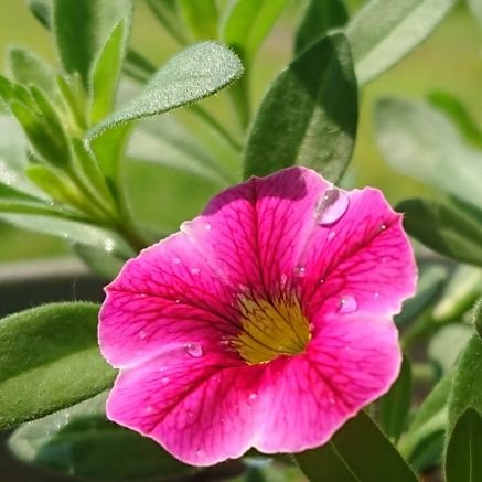 人生を楽しもう😊
日常のつぶやき、ガーデニング🌼エキナセア&宿根草🌱耐暑性耐寒性のある植物、料理、健康、自然🌷🌱☘️