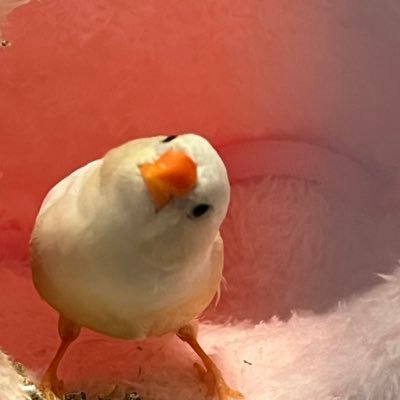 キンカチョウと暮らし始めて約3年🐣無言フォロー失礼いたします。2022/10ちゅみ👦🏻ぷっぷ👧🏻2023/4もっちゃん👧🏻 2023/9ぴゃー👦🏻ちゃー👧🏻2025/4/14チョコ👧🏻りん👦🏻⭐️ ヘッダー:ちいさい春さん(@painter_rOcO )