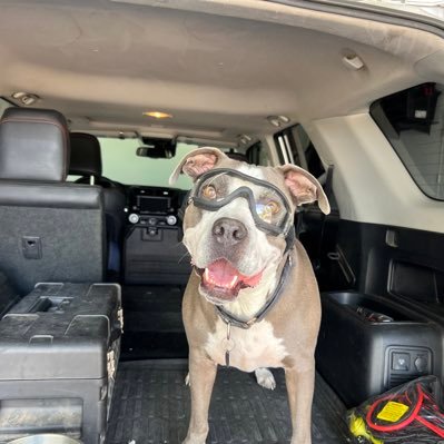 Govt_Fluffers's profile picture. Free Thinker.  Always hopeful and laughing at it all.