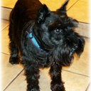 Carole Erickson - @Squirrellyme - Twitter