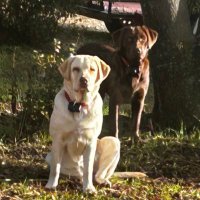 Steve Johnson (@stevejohns12128) 's Twitter Profile Photo Steve Johnson (@stevejohns12128) 's Twitter Profile Photo