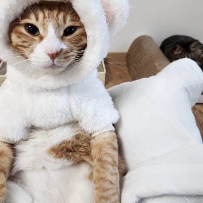 minhoamapudim's profile picture. qq pronome;
nao falem cmg depois de certo horario, estou em insanidade