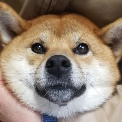 shibainu_moko_ Profile Picture