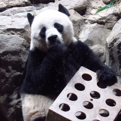 Mama to Tai Shan, Bao Bao, Bei Bei, and Xiao Qi Ji; wife to Tian Tian; GrandMei to 5. Not affiliated to National Zoo or CCRCGP. Pics courtesy of Princess Pinky.