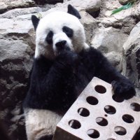 Mei Xiang Tian (@grandmeixiang) 's Twitter Profile