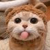 Kip ✩࿐ ‧₊˚ 🍉 mars’ day 💕 (@kittentoez) Twitter profile photo Kip ✩࿐ ‧₊˚ 🍉 mars’ day 💕 (@kittentoez) Twitter profile photo
