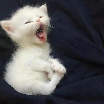 __rt_kush____'s profile picture. ヾ( ･`⌓´･)ﾉﾞ