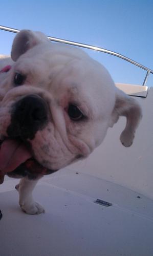 I'm the sweetest bully you'll ever meet (Sammi Sweetheart stole MY line).