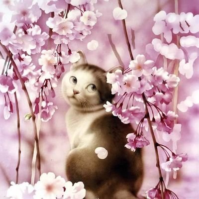 fujifuji031's profile picture. 帝京平成大学の相互フォローアカウントです。