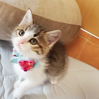 sukeko1030's profile picture. 国内株式投資初心者です。
始めて一年経過しましたが損益トントン。投資スタイル模索中。
sorareも始めました
#Sorere
#国内株式投資
#投資