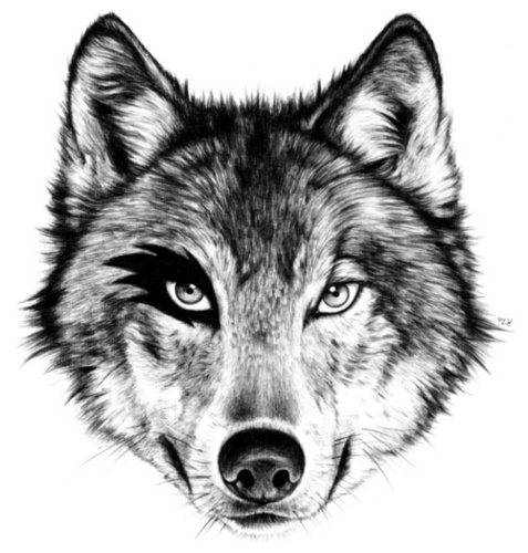 WolfMuse's profile picture. hoooowwwwllll! I am a wolf that loves music.

#wolfmuse #howl #rock #music #newmusic #indymusic #musicnews