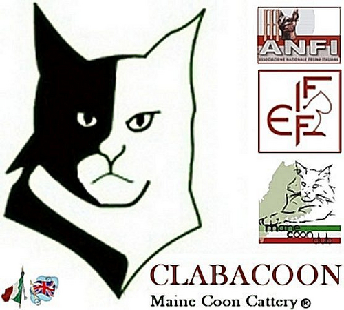Clabacoon's profile picture. Maine coon cattery registered in ANFI/FIFE. Breeding for health, temperament and type; selecting TOP quality show coons: WW, SW, NW, JW, DSM, DVM, DM lines.