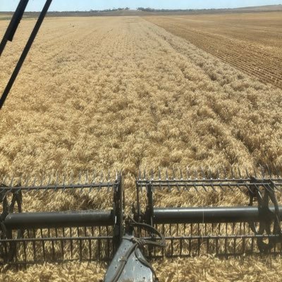 06Chum's profile picture. Farmer in the SA Mallee with dad and brother. Cropping, sheep & some hobby cows.