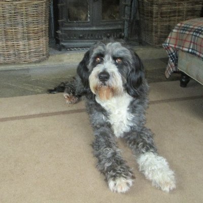 BONE FIDO account - I am Landis Woof CEO of a farm in Gloucestershire
Female likes Novak, Snooker & prefers dogs to humans
Keep smiling, Be lucky!