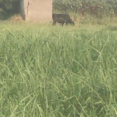 bunnybu40873052's profile picture. 