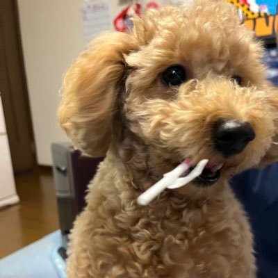 🐶ちゅろ丸🐩 【ギフトレ・メルペイ換金】最高先送られ額32K