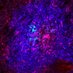Institute of Immunology Marburg (@instimmumarburg) Twitter profile photo Institute of Immunology Marburg (@instimmumarburg) Twitter profile photo
