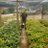 Profile image of AGRONOMME 🇷🇼