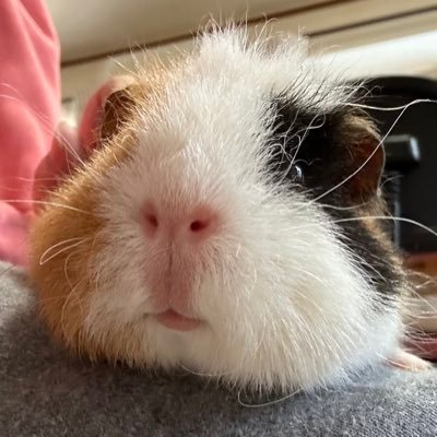 動物大好き飼い主と モルモット プイプイ🐹チー坊🐹アメリカンドッグ🐹 おこげ🐹五郎🐹 猫　ショコラ🐈‍⬛オカメ　シエル🦜6匹と1羽と1人でプイプイにゃんにゃん共鳴中✨ひたすら🐹🐈‍⬛🦜を愛でる飼い主の日常をつぶやきます(*´꒳`*)✨無言フォロー大歓迎✨DMはごめんなさい🙇‍♀️馬と乗馬大好き！！