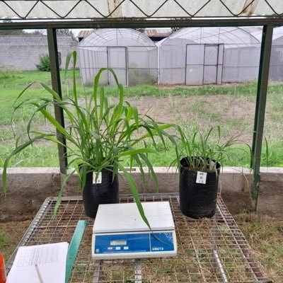 Interdisciplinary group of researchers (🇦🇷🇵🇪🇪🇸) that studies the behavior of plants under stress conditions 🌱💦🧂🌡️