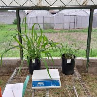 Stress Plant Breeding Group (@group_stress) 's Twitter Profile