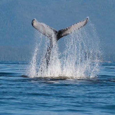 Whale_ZAR Profile Picture