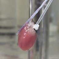 Heart Physiology (@fysmeduioheart) 's Twitter Profile Photo