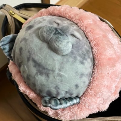 アザラシアカウント作っちゃいました🦭✨アザラーの方何卒宜しくよろしくお願いします🦭海遊館の近くで働いてます🦭love♡ｱｻﾞﾗｼ(ﾜﾓﾝｱｻﾞﾗｼ)/ﾀﾞｲｵｳｸﾞｿｸﾑｼ/ﾊﾄ/ｷｰｳｨ/ﾒﾝﾀﾞｺ