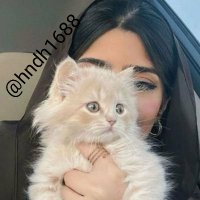 هند (@hndh1688) 's Twitter Profile